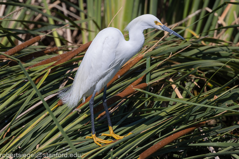 emily renzel wetlands